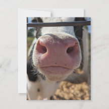 Vache laitière dans une ferme de Pennsylvanie