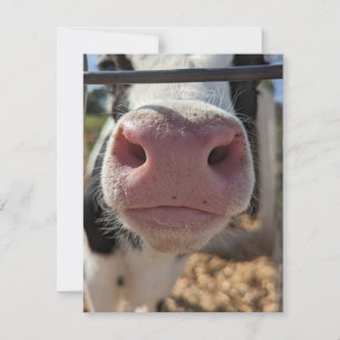 Carte De Correspondance Vache laitière dans une ferme de Pennsylvanie