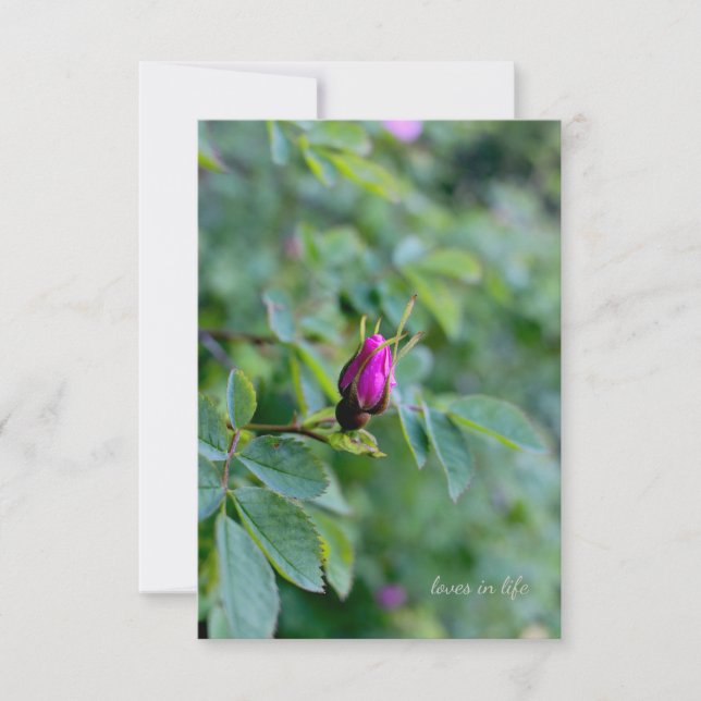 Carte De Correspondance Wild Rose Bud (Devant)