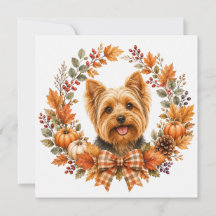 Yorkshire Terrier Automne
