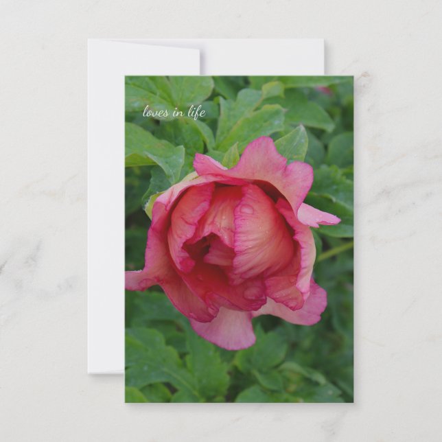 Carte De Correspondance Yummy rose floroming Peony (Devant)