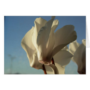 Carte de cyclamen