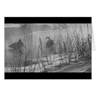 Carte de cygnes d'hiver de ~ de Fidelity