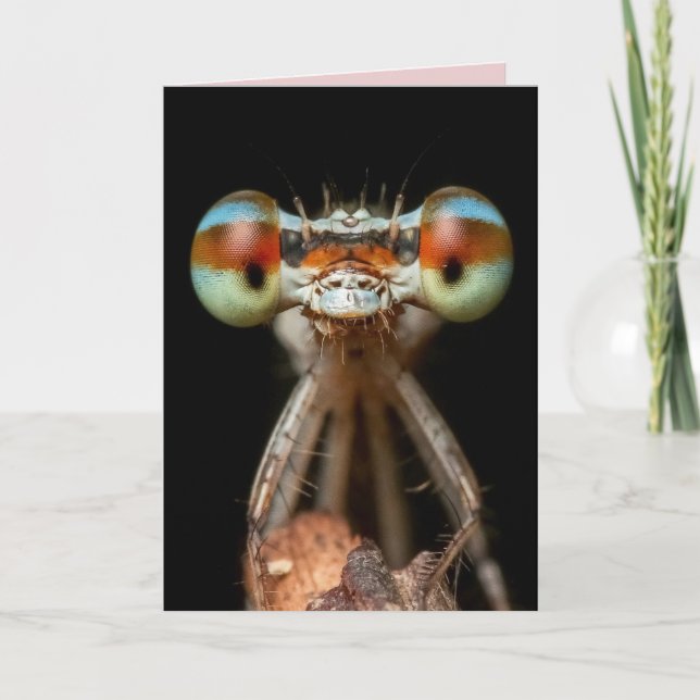CARTE DE DAMSELFLY BIRTHDAY (Devant)