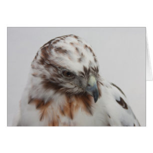Carte de faucon
