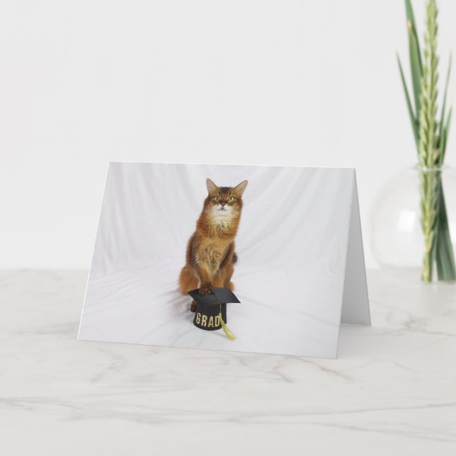 Carte de félicitations avec un chat somalien porta (Devant)
