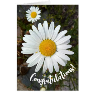 Carte de félicitations Perky White Daisy Flower
