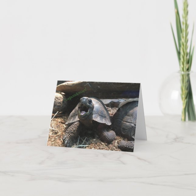 carte de félicitations tortue bébé (félicitations) (Devant)