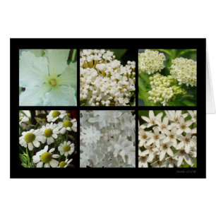 Carte de fleur blanche