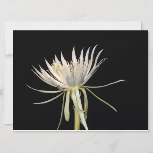 Carte de fleur de cactus en fleur de nuit