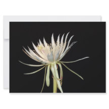Carte de fleur de cactus en fleur de nuit