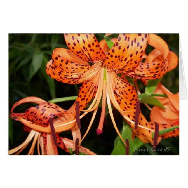 Carte de fleur de lis tigré orange (Devant horizontal)