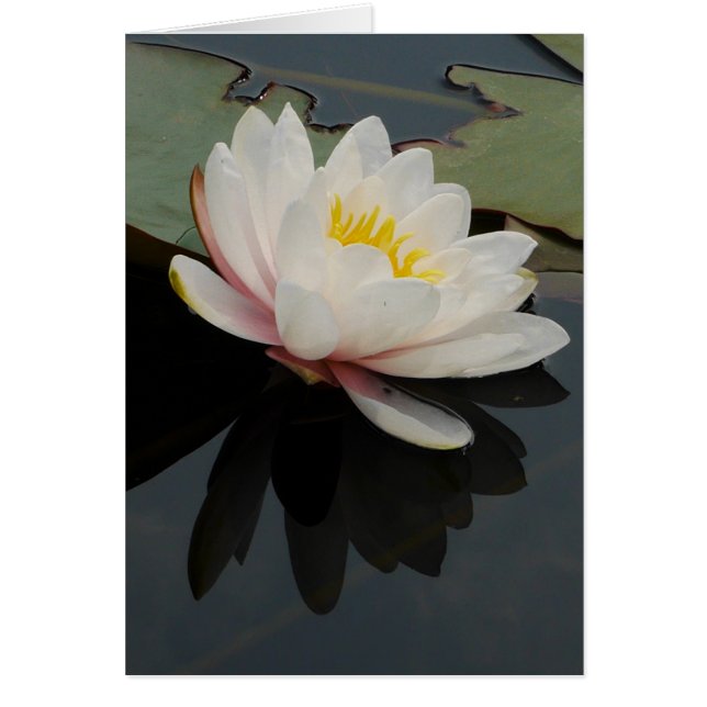 Carte de fleur de nénuphar (Devant)