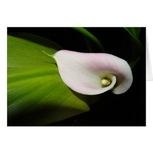 Carte de fleur de zantedeschia