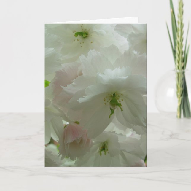 Carte de fleurs de cerisier Carte de fleurs blanch (Devant)