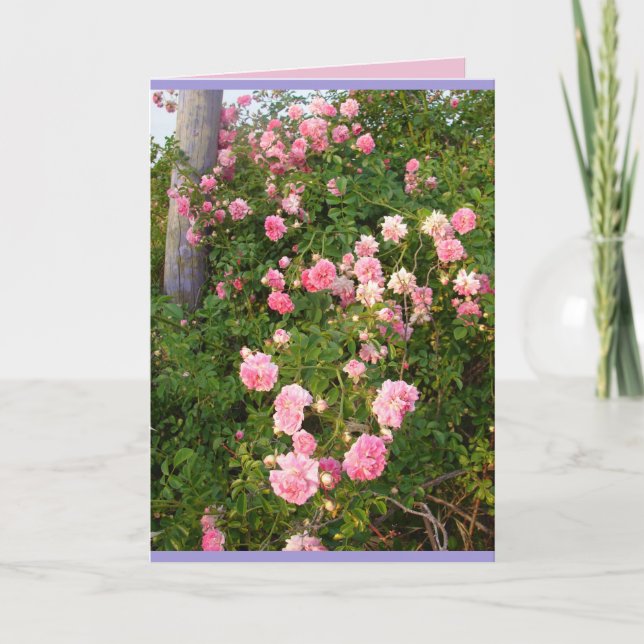 Carte de fleurs de jardin de roses de rosiers grim (Devant)