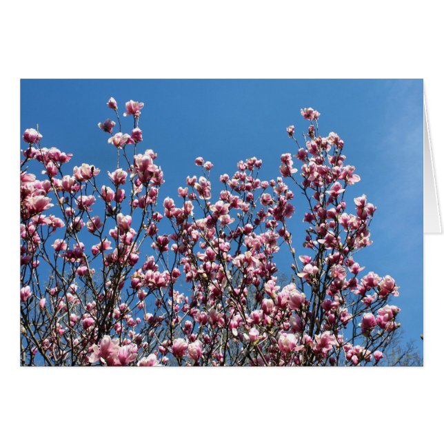 Carte de fleurs de magnolia rose ciel bleu (Devant Horizontal)