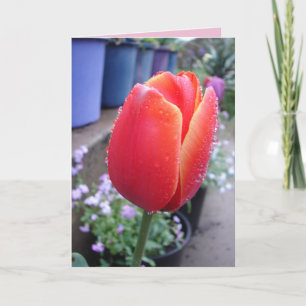Carte de fleurs florales Tulipe rouge et gouttes d