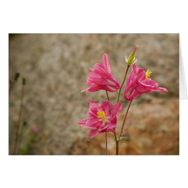 Carte de fleurs rose (Devant horizontal)