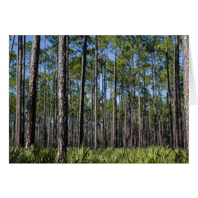 Carte de forêt du sud (Devant horizontal)