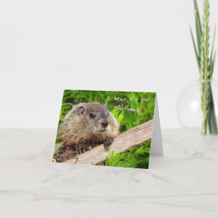 Cartes Marmotte D Anniversaire Zazzle Fr