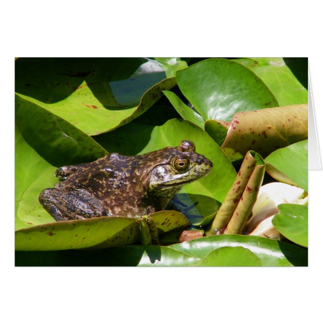 Carte de grenouille en étang (Devant horizontal)