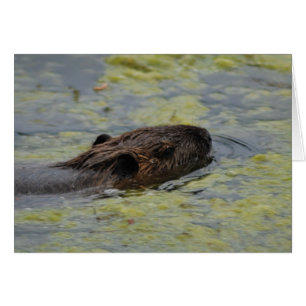 Carte de Greting "de natation de Nutria"