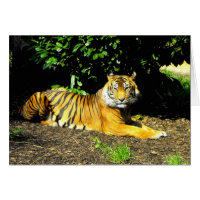 Carte de gros chat de tigre de Sumatran