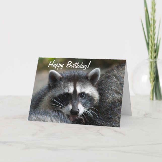 Carte de gros plan Raccoon (Devant)