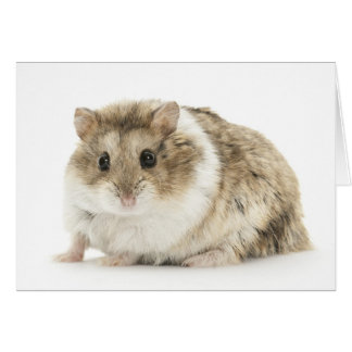 Carte de hamster
