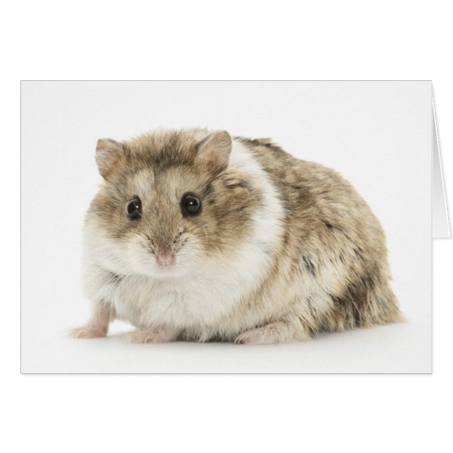 Carte de hamster (Devant Horizontal)