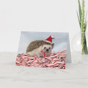 Carte de Hedgie de Noël