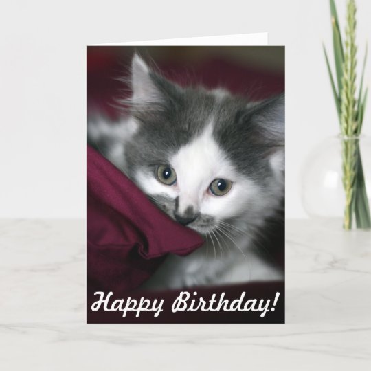 Carte De Joyeux Anniversaire Avec Le Petit Chaton Zazzle Fr