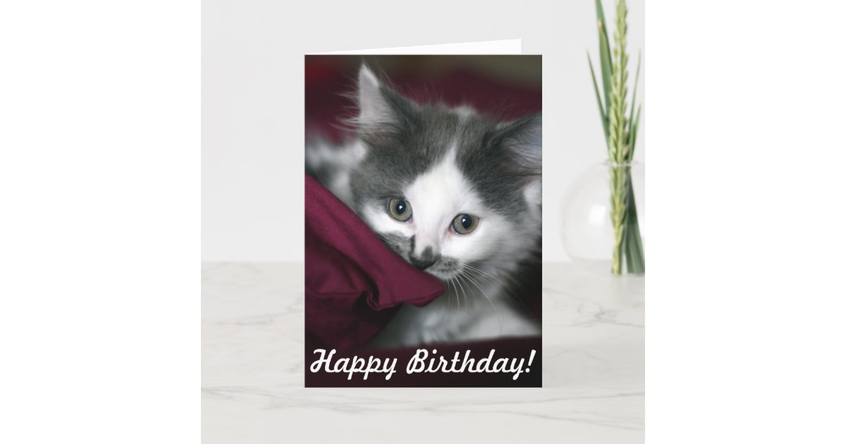 Carte De Joyeux Anniversaire Avec Le Petit Chaton Zazzle Fr