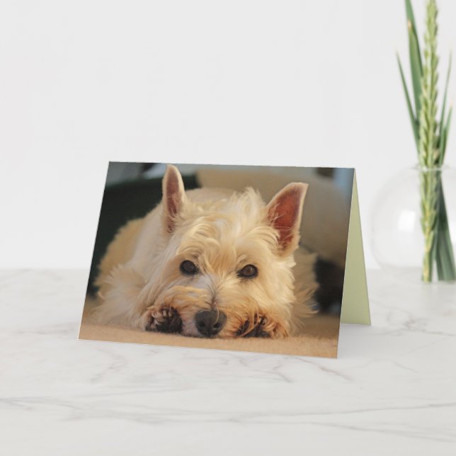 Carte de joyeux anniversaire - carte de Westie (Devant)