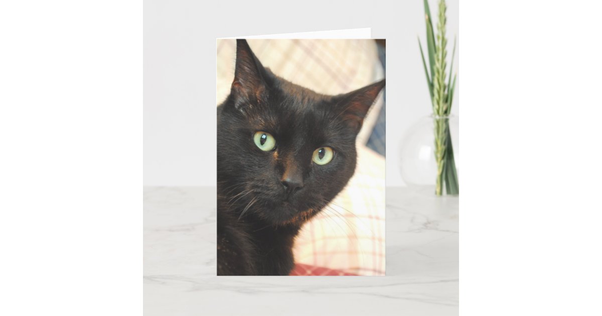 Carte De Joyeux Anniversaire De Chat Noir Zazzle Fr