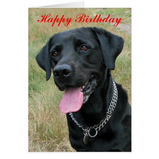 Carte de joyeux  anniversaire  de chien de labrador  Zazzle