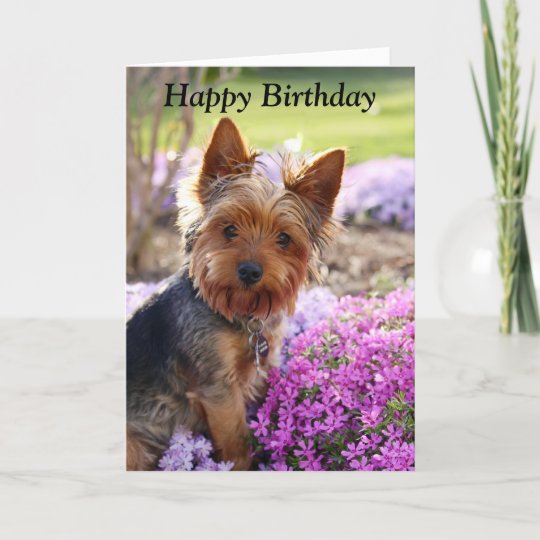 Carte De Joyeux Anniversaire De Photo De Chien De Zazzle Fr