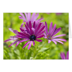 Carte de la Fleur de Marguerite Africaine