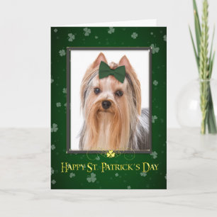 Carte de la Saint-Patrick pour Yorkie