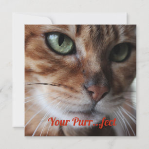 Carte de la Saint-Valentin avec photographie de ch