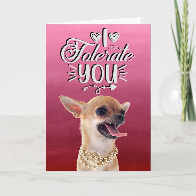Carte de la Saint-Valentin pour un Chihuahua agacé (Devant)