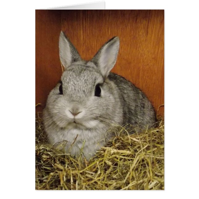 Carte de lapin mignonne (Devant)