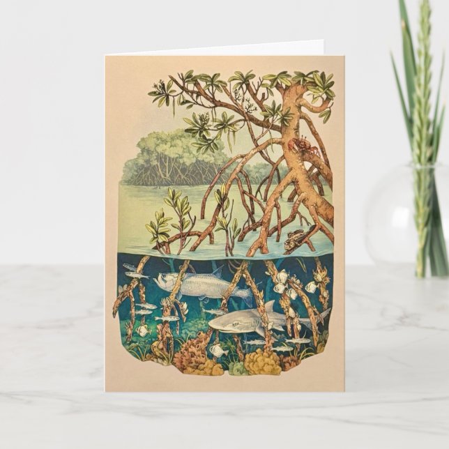 Carte de l'île de la mangrove (Devant)