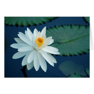Carte de Lilly de l'eau