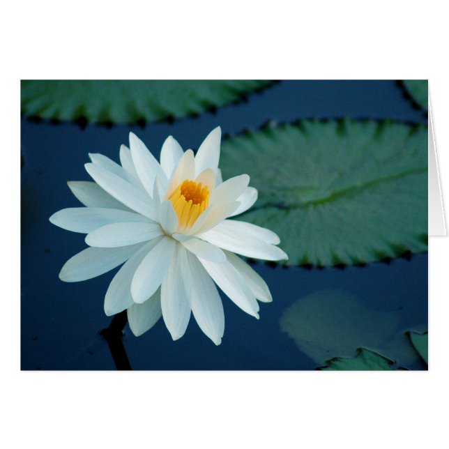 Carte de Lilly de l'eau (Devant Horizontal)