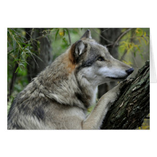 Carte de loup gris