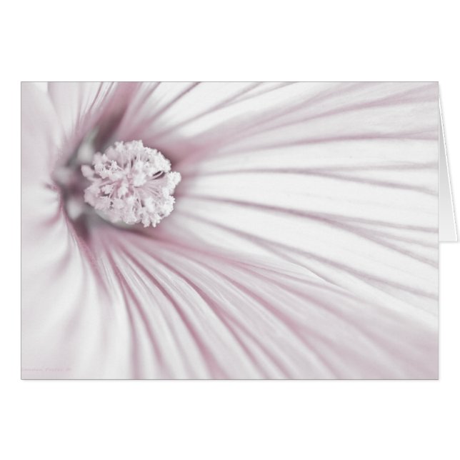 Carte de macro à fleurs Lavatera (Devant horizontal)