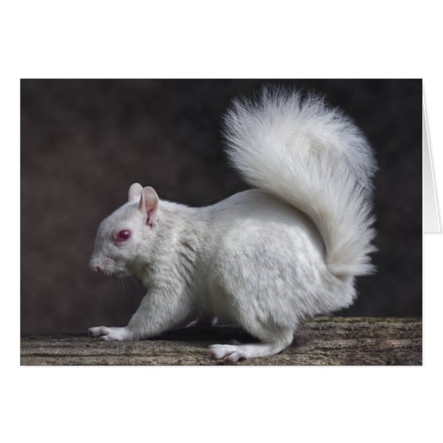 Carte de Milou (Devant horizontal)