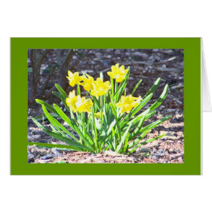Carte de mini-Jonquilles